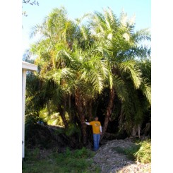 Reclinata Palm 30' Overall Height